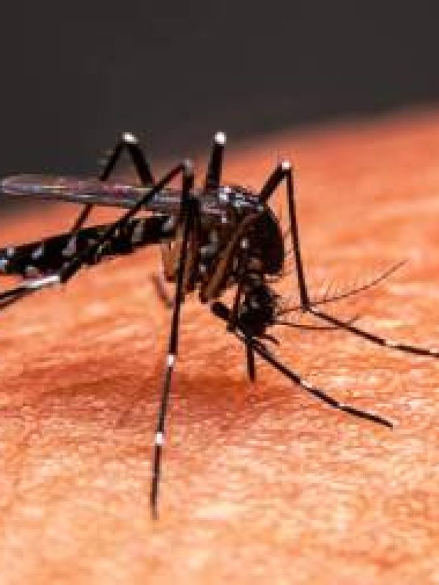 Dengue – बदलते मौसम में डेंगू  से रहे सतर्क